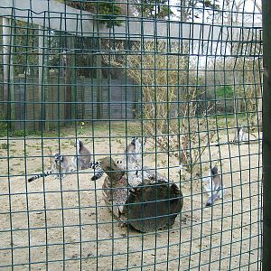 Ring-tailed lemurs at Isle of Wight Zoo, 5 April 2010
