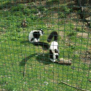 Black and white ruffed lemurs at Isle of Wight Zoo, 5 April 2010