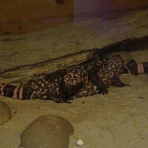 Gila Monsters
