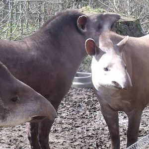 South American Tapir