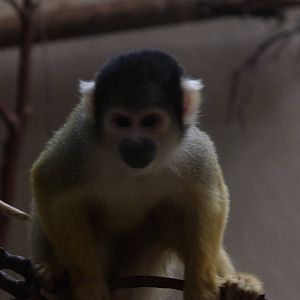 Squirrel Monkey