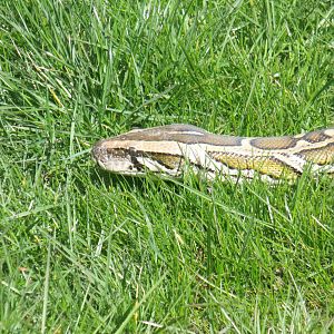 Burmese Python