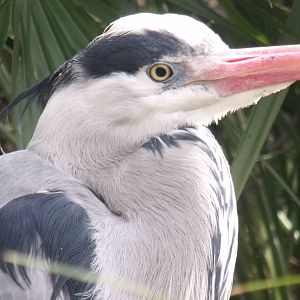 Grey Heron