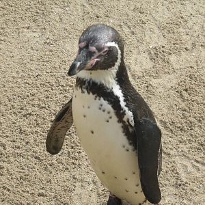 Humbolt Penguin
