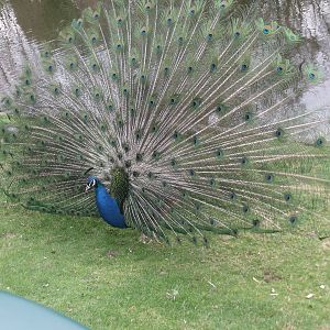 Peacock