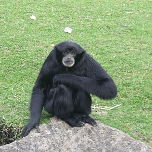 Siamang Gibbon