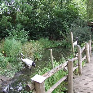 Manchurian Crane exhibit