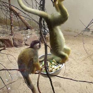 Squirrel Monkey
