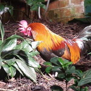 Red Junglefowl