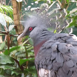 Victoria Crowned Pigeon