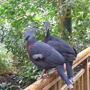 Victoria Crowned Pigeon