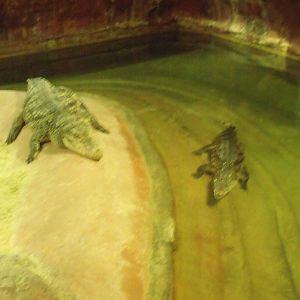 Crocodiles