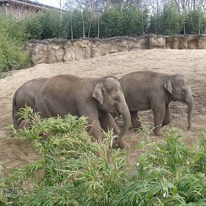 Asian Elephants