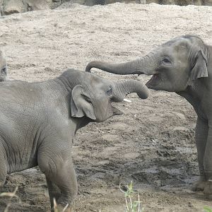 Asian Elephants