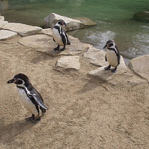 Humbolt Penguins