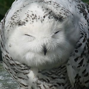 Snowy Owl