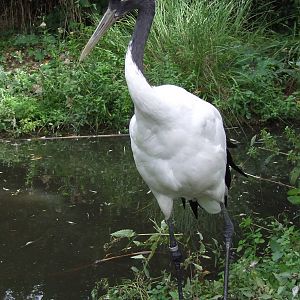 Manchurian Crane