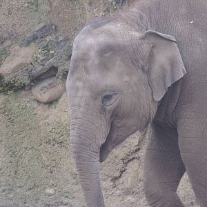 Asian elephant