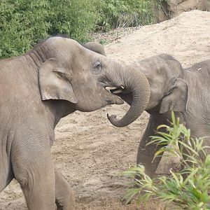 Asian Elephants