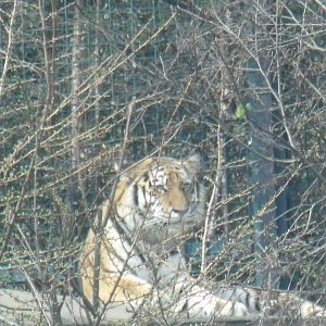 Amur Tiger
