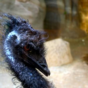 Emu