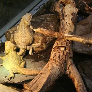 Bearded Dragons