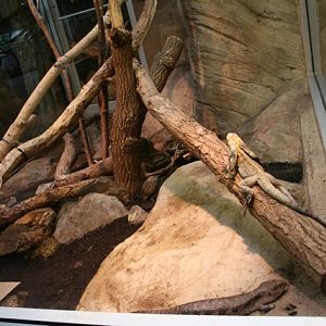 Frilled Lizard and Blue-Tongued Skink