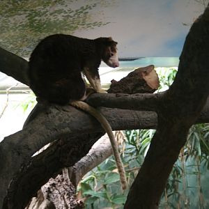 Matschie's Tree-kangaroo
