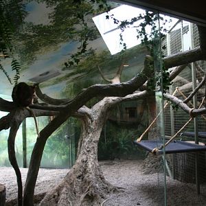 Matschie's Tree-kangaroo