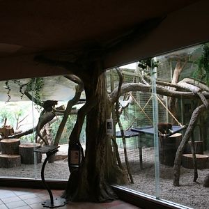 Matschie's Tree-kangaroo