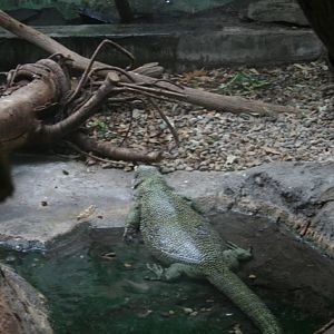 Mangrove Monitor