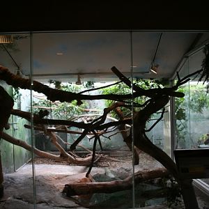 Mangrove and Crocodile Monitor