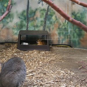 Greater Malay Chevrotain and Bennet's Wallaby