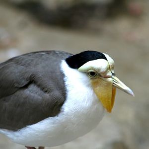 MAsked Plover