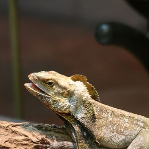 Frilled Lizard