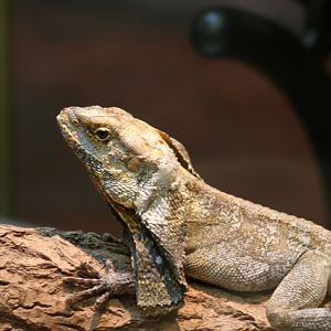 Frilled LIzard