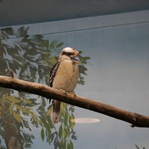 Laughing Kookaburra