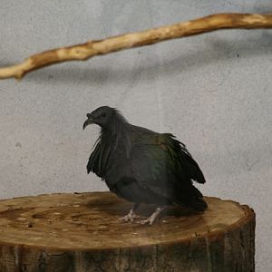 Nicobar Pigeon