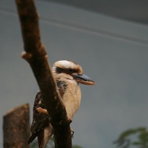 Laughing Kookaburra