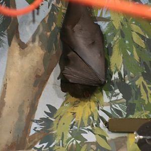 Malayan Flying Fox