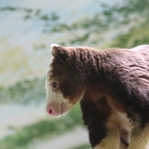 Matschie's Tree-kangaroo