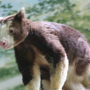 Matschie's Tree-kangaroo