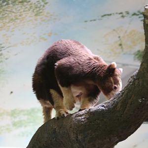 Matschie's Tree-kangaroo