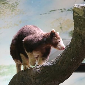 Matschie's Tree-kangaroo