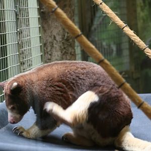 Matschie's Tree-kangaroo