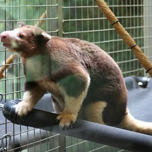 Matschie's Tree-kangaroo