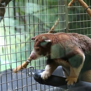 Matschie's Tree-kangaroo