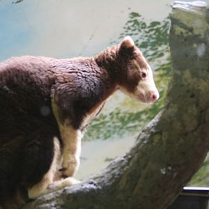 Matschie's Tree-kangaroo