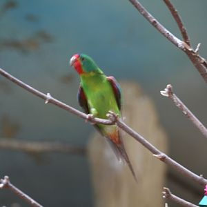 Swift Parrot