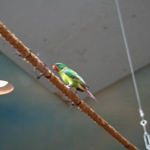 Swift Parrot